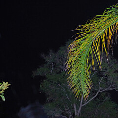 Low angle view of a palm frond with a jacaranda tree in the background in a dark summer night
