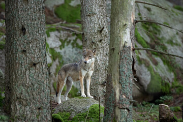 Naklejka na ściany i meble Wolf in the dark forest. Wolf during the day. Rare predators have a rest in the forest. European nature during summer. 