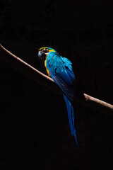 Macaw blue parrot in the black background