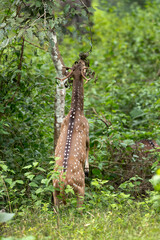 Cheetal deer streching to reach green leaves at Kabini Forest Reserve, India