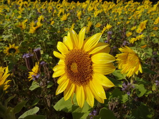 Fototapeta premium Ein Sonnenblumenfeld im Herbst