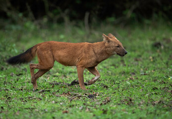 Dhole running at Kabini Forest Reserve, Karnataka