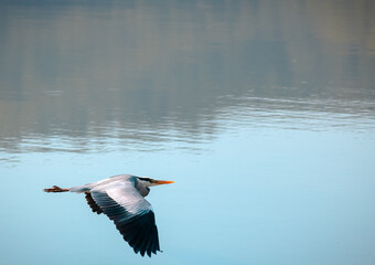 héron volant au ras de l'eau