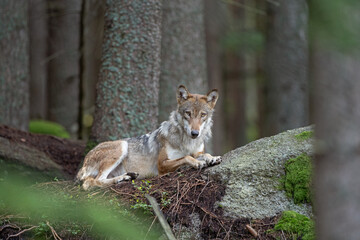 Wolf in the dark forest. Wolf during the day. Rare predators have a rest in the forest. European nature during summer. 