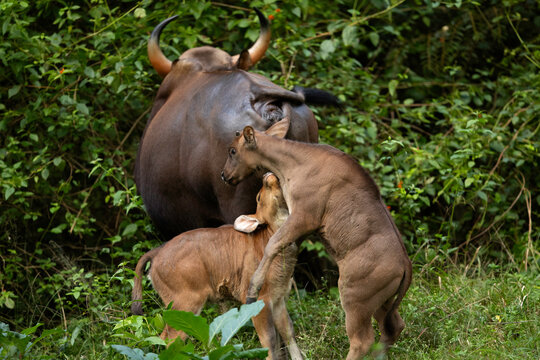 Indian bisonwith her calfs , calf, juvenile, playing, young, at Kabini Forest Reserve, India
