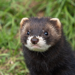 Juvenile Polecat. Close up of Head.