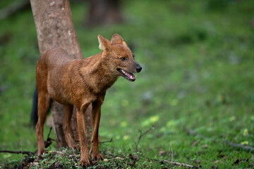 Asiatic wild dogs at Kabini Forest Reserve, Karnataka