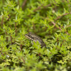 Marsh Frog Sitting on the Edge of a Pond