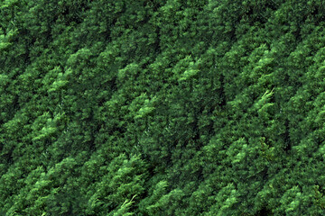green moss on the wall