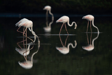 Greater Flamingo feeding in the morning at Tubli bay, Bahrain