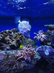 Fische unter dem Wasser