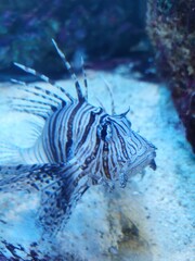 Rotfeuerfisch Aquarium