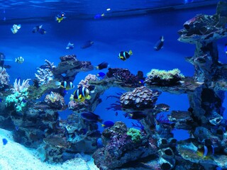 Fototapeta na wymiar Korallenriff unter Wasser