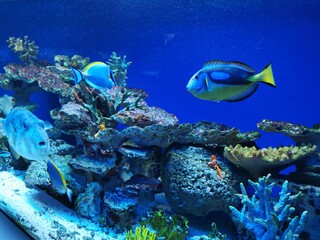 Fische Aquarium 