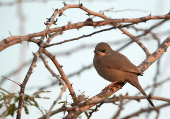 Grey Hypocolius in the mid of thorn of  acacia tree at Hamala, Bahrain