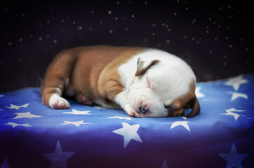 american staffordshire terrier dog cute newborn puppies magical photo babies

