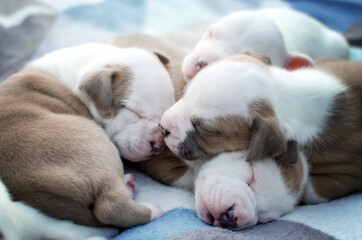 Naklejka na ściany i meble american staffordshire terrier dog cute newborn puppies magical photo babies 