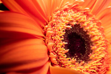 beautiful orange flower in close-up