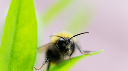 a bumblebee collects nectar on a yellow flower. A hard-working bumblebee works, pollinates flowers