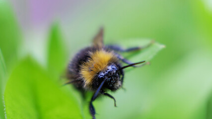 a bumblebee collects nectar on a yellow flower. A hard-working bumblebee works, pollinates flowers