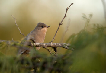 Grey Hypocolius on green in  the morning at Hamala, Bahrain