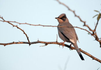 Grey Hypocolius perched on acacia tree in  the morning hours, Bahrain