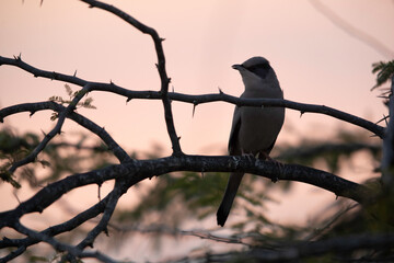 Grey Hypocolius perched on acacia tree in  the morning hours, Bahrain