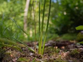 green grass in the forest