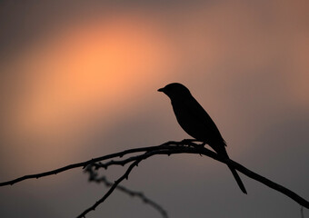 Silhouette of Grey Hypocolius on acacia tree at Hamala, Bahrain