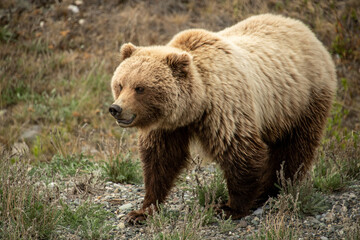Obraz na płótnie Canvas Grizzly Bear seen along the Alaska Highway in Yukon, Canada.