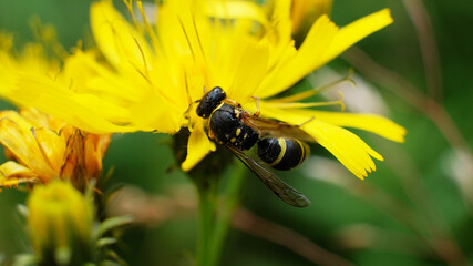 European paper wasp, probably Polistes dominulus, on goldenrod at The Fells in Newbury, New Hampshire.