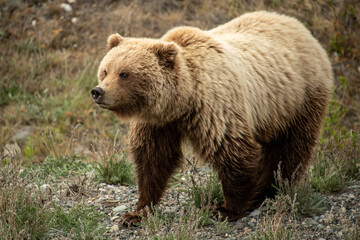 Obraz na płótnie Canvas Grizzly Bear seen along the Alaska Highway in Yukon, Canada.
