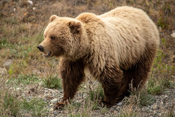 Grizzly Bear seen along the Alaska Highway in Yukon, Canada.