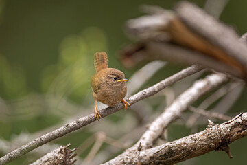 Eurasian wren protects its own nest. Noisy birds in the forest. European nature in summer. Singing birds on the branch.