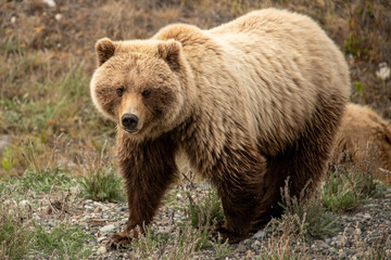 Plakat Grizzly Bear seen along the Alaska Highway in Yukon, Canada.