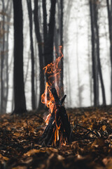 Bonfire in the forest in the evening