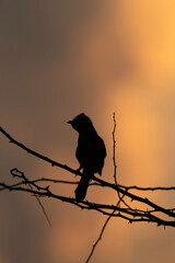 Silhouette of Grey Hypocolius perched on a acacia at Hamala, Bahrain