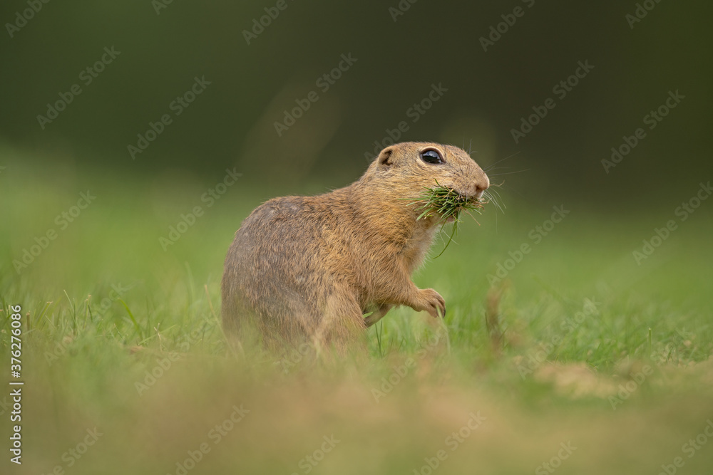 Wall mural european ground squirrel moving on the meadow. skillful squirrels. european wildlife nature. squirre