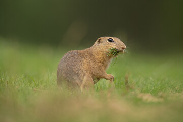 European ground squirrel moving on the meadow. Skillful squirrels. European wildlife nature. Squirrel near the burrow. Hungry squirrel eating near the burrow.
