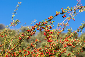 Shrub full of small red berries of autumn