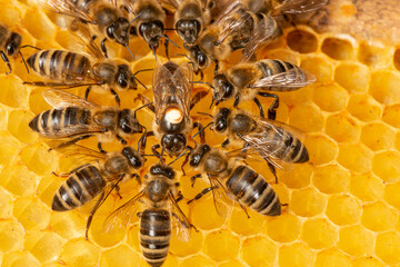 de koningin (apis mellifera) gemarkeerd met stip en bijenwerkers om haar heen - leven van bijenkolonie