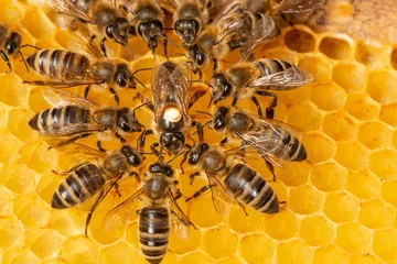 Fotobehang Bij de koningin (apis mellifera) gemarkeerd met stip en bijenwerkers om haar heen - leven van bijenkolonie