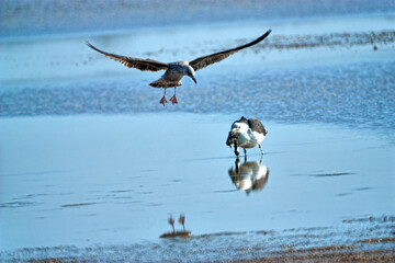 gaivotas na Ria Formosa
