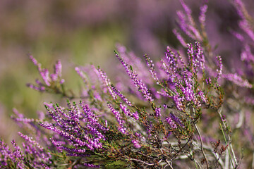 Blooming heather in National Park Maasduinen in the Netherlands