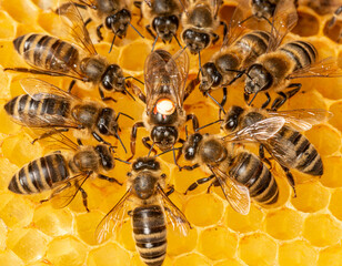 Fototapeta the queen (apis mellifera) marked with dot and bee workers around her - life of bee colony obraz