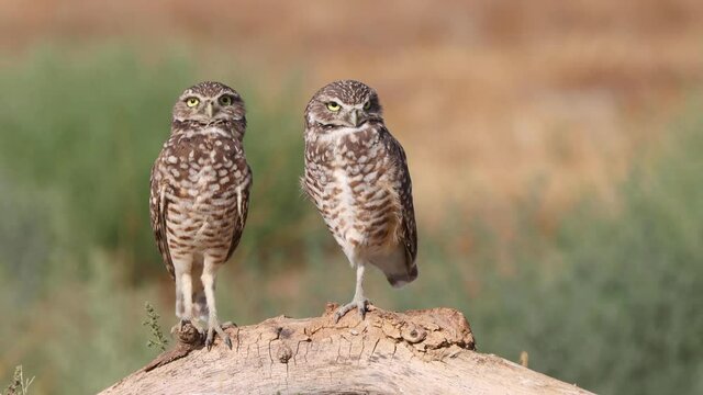 Cute Burrowing Owl Shot in the Desert Near Los Angeles