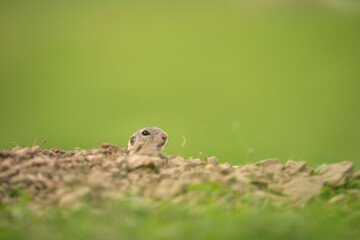 European ground squirrel moving on the meadow. Skillful squirrels. European wildlife nature....