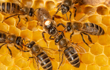 the queen (apis mellifera) marked with dot and bee workers around her - life of bee colony