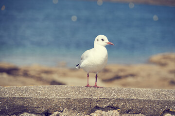 Mouette posant devant la caméra .