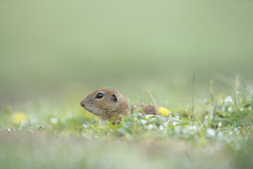 European ground squirrel moving on the meadow. Skillful squirrels. European wildlife nature....
